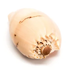 TTS Basket of Sea Shells Outlet