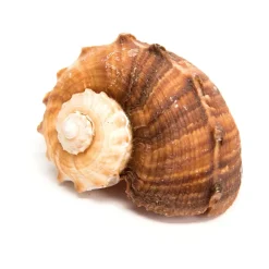 TTS Basket of Sea Shells Outlet