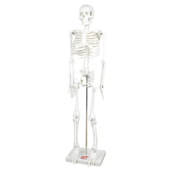 TTS Boney Tony Half Sized Human Skeleton Model Sale