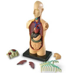 TTS Learning Resources Complete Anatomy Models Outlet