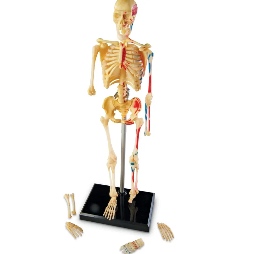 TTS Learning Resources Complete Anatomy Models Outlet