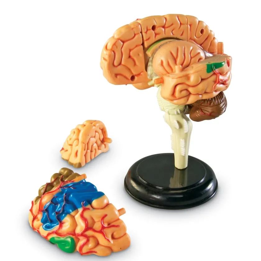 TTS Learning Resources Complete Anatomy Models Outlet