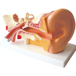 TTS 4x Life Size Human Ear Model Discount