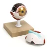 TTS 3x Life Size Human Eye Model
